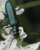 Ischnomera sp.